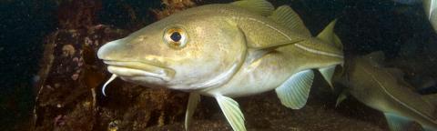 Cod